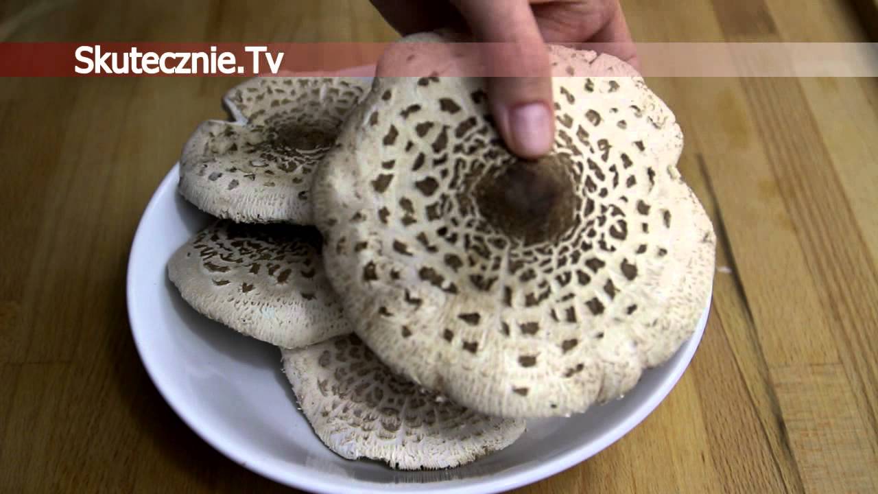 Panierowane kanie vel sowy. I jak je rozpoznać :: Skutecznie.Tv [HD]