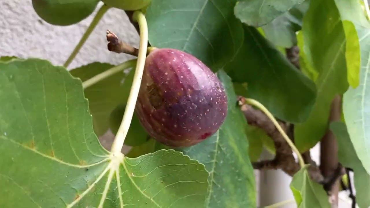 Nossas plantas em vazos estão produzindo 