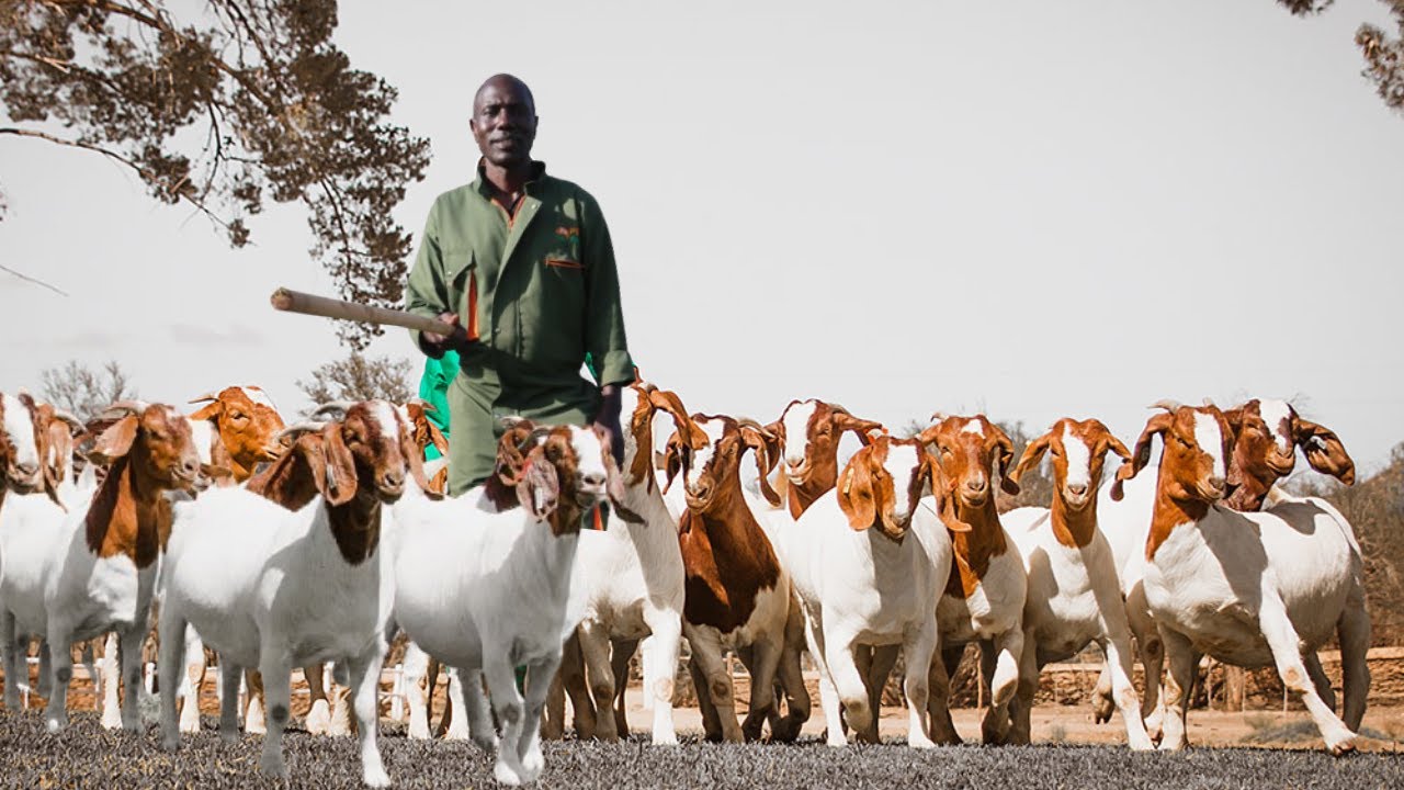 From 2 Local Goats to Hundreds of Boer Goats Abroad  | The True Cost of Profitable Goat Farming!