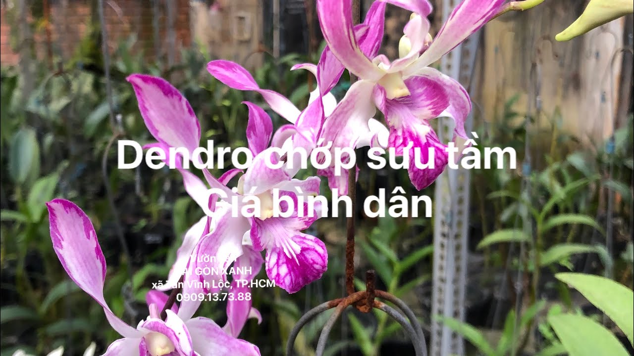 Dendro chớp sưu tầm: 1 Biên, Dazang, Ceasar Red, Mặt Trời Đỏ, Cầu Thang, 5N, Pompadour, No Name, H/X
