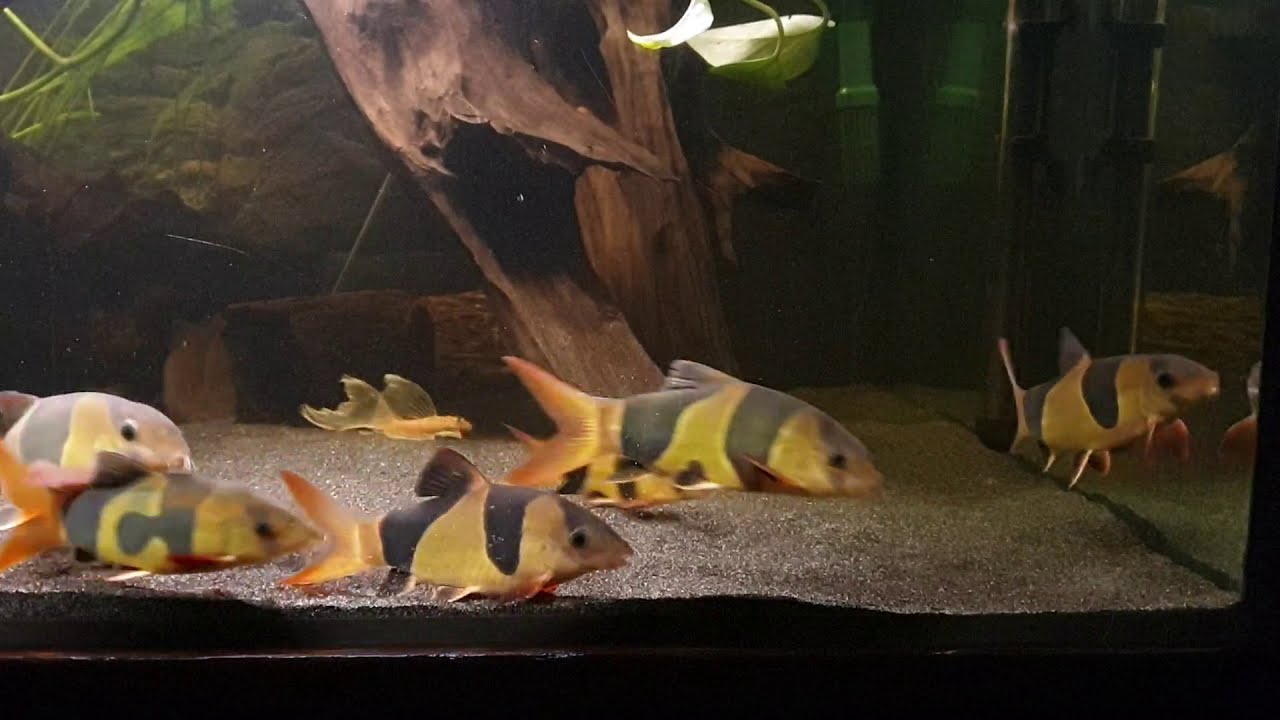 Bocja wspaniała, Chromobotia macracanthus, Clown Loach.02