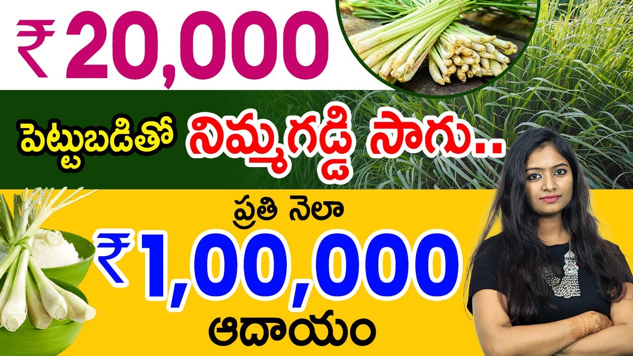 Lemon Grass Farming Guide in Telugu: Cultivation, Harvesting, and Profit Potential