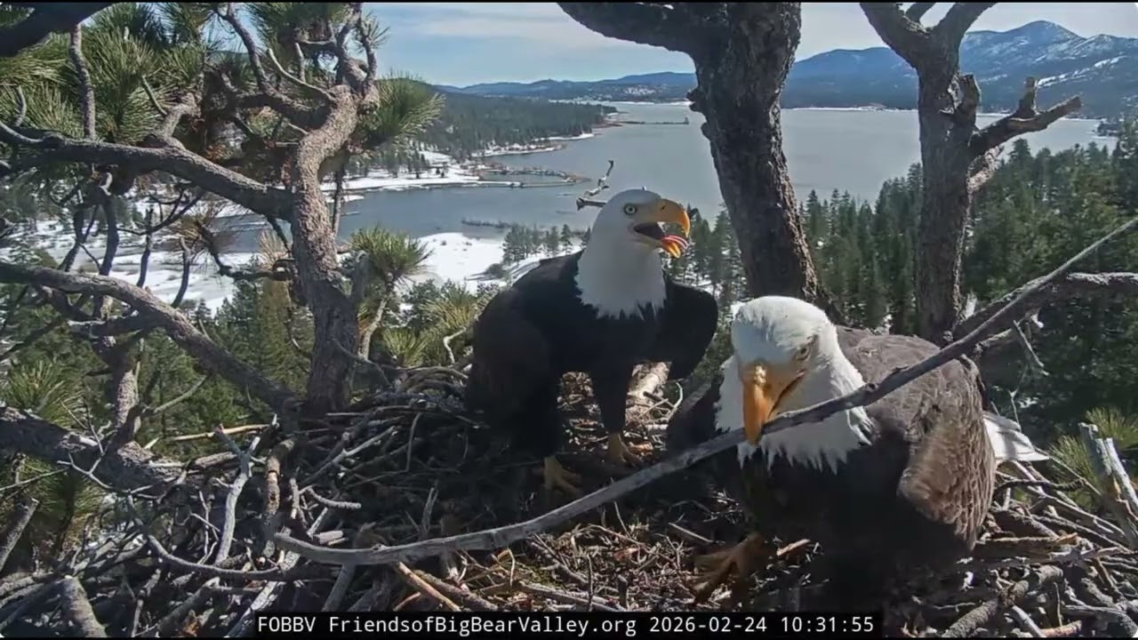 Shadow's breakfast, fluff, twig 24.02.2026 @FOBBVCAM