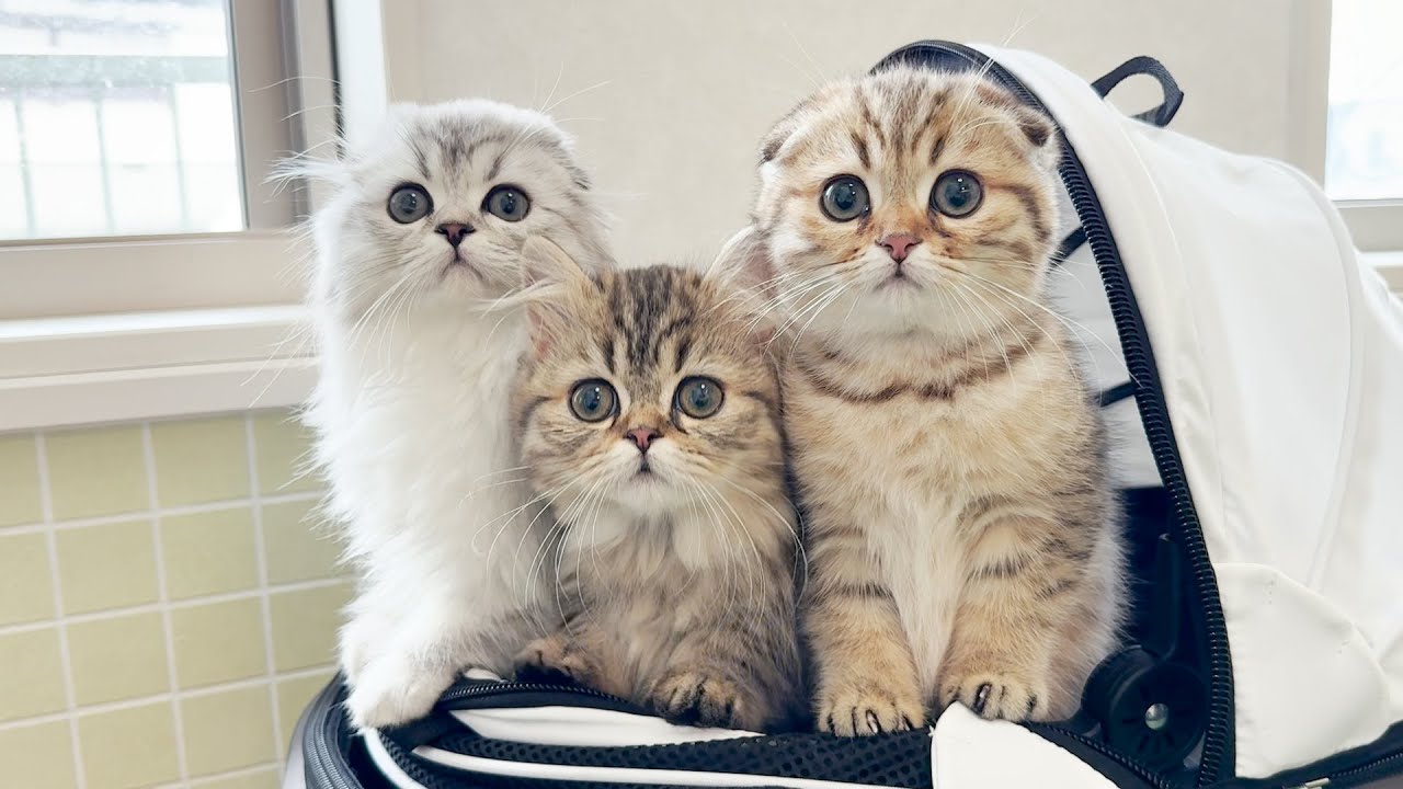 Котята, которые не могли дождаться своей очереди в больнице, были такими милыми!
