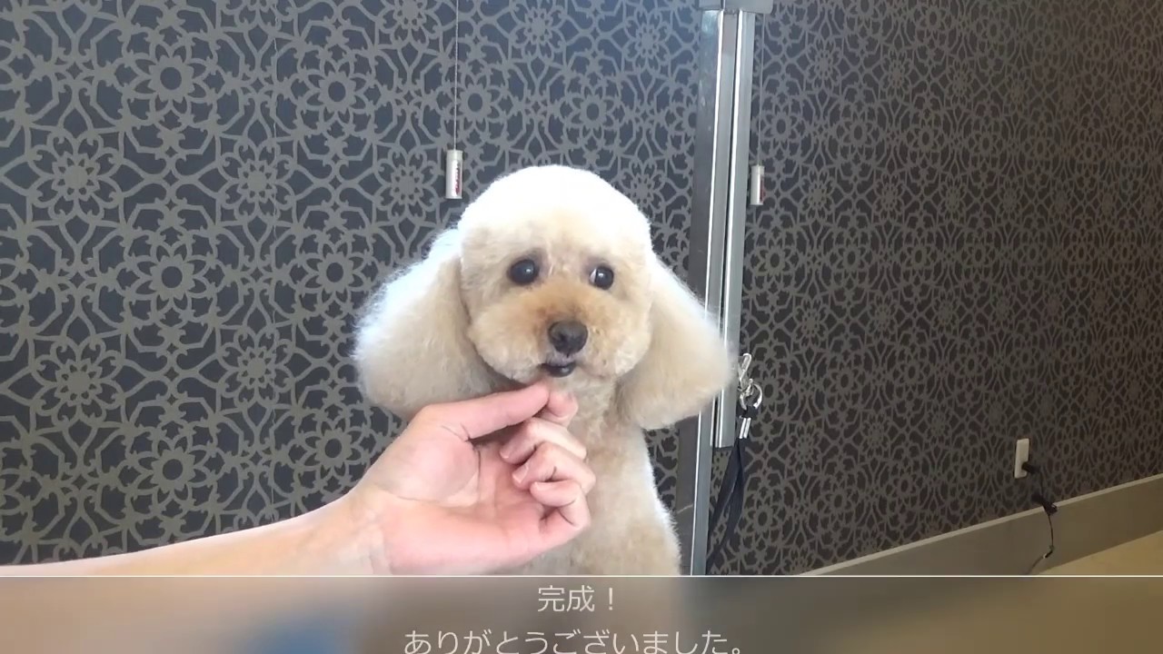 トイプードルテディベア