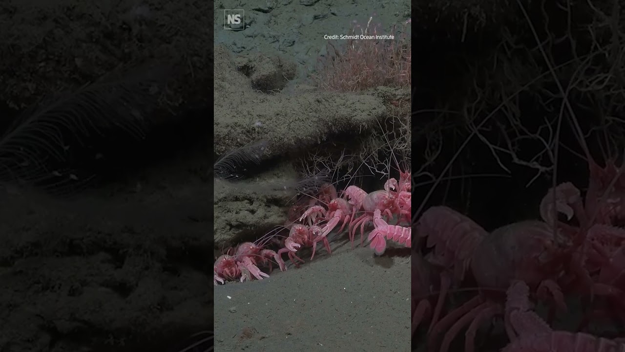40 potential new species discovered off Argentinian coast 🪸🦞