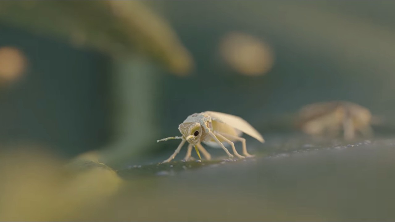 LALGUARD M52 OD : le bioinsecticide à large spectre pour une lutte durable contre les ravageurs