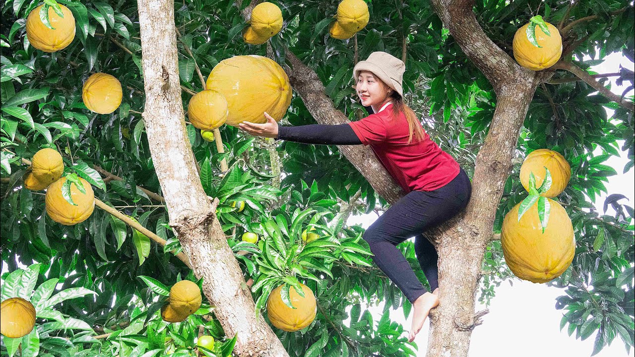Harvesting LE KY MA to the Market to Sell  Cooking Beef Stew Bread! Lucia's daily life
