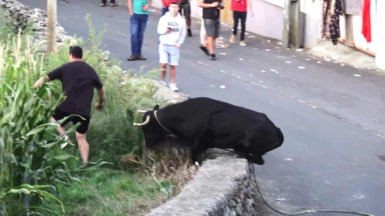 Touros EG - (22,33,47,34) - Tourada Amoreiras - 16Set23 - Ilha Terceira - Açores