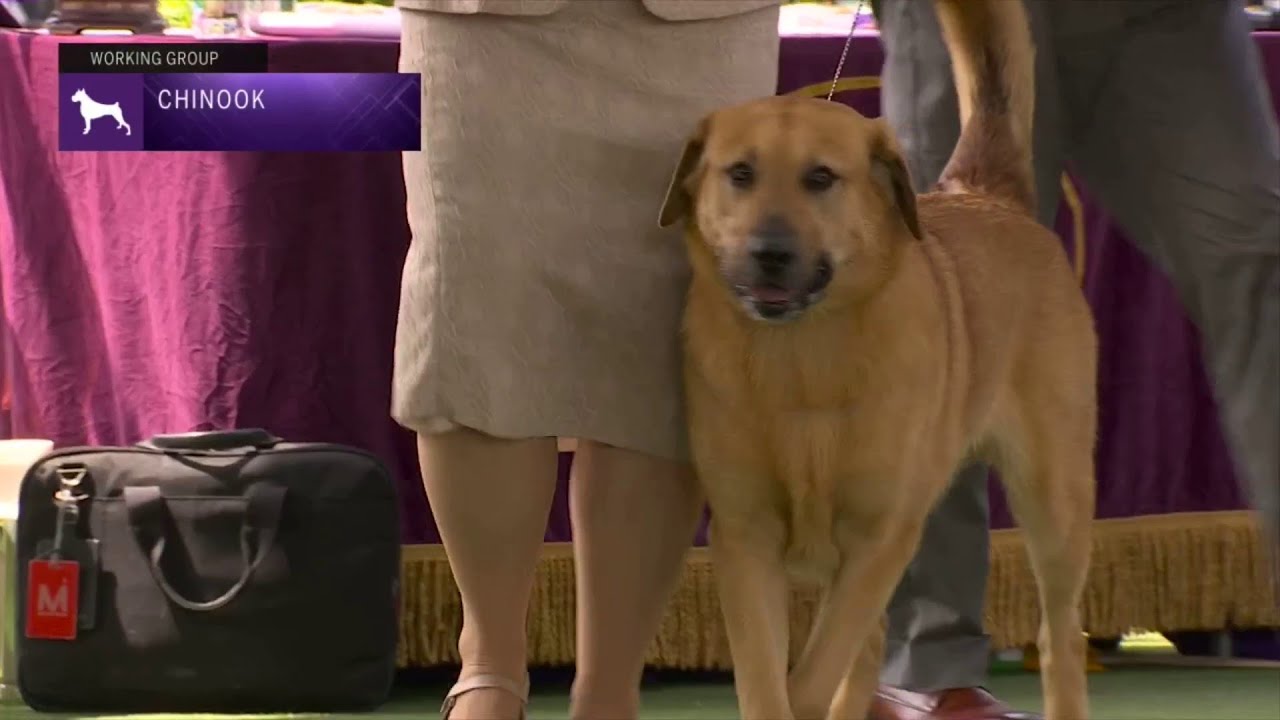 Chinooks | Breed Judging 2023