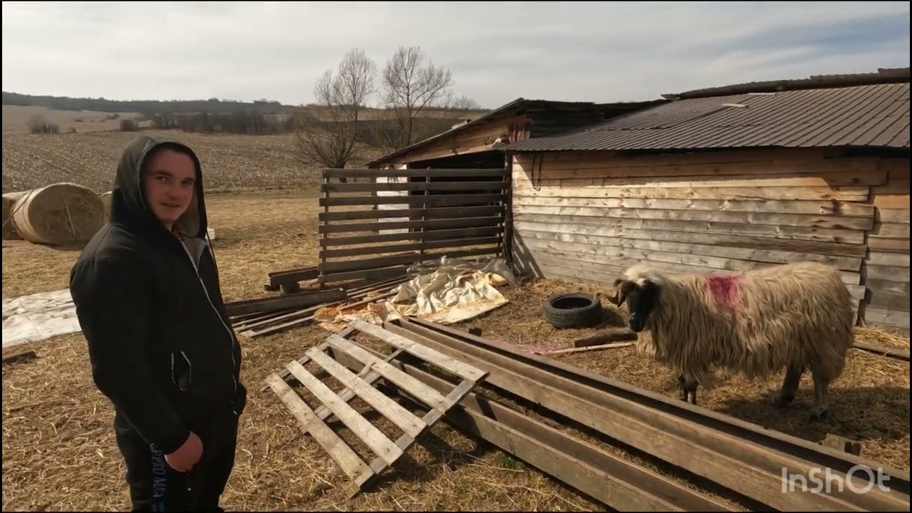 OILE BREZE A LUI IONUȚ MOLDOVAN DIN ROSIENI .CLUJ .UNI SPUN CA ARE CELE MAI FRUMOASE OI BREZE