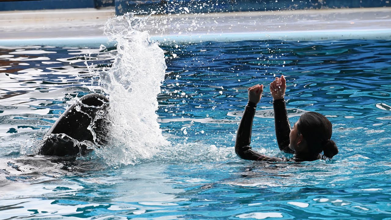 【マリンライブSMILES14:00公演】(2025年12月24日)アドベンチャーワールドイルカショー