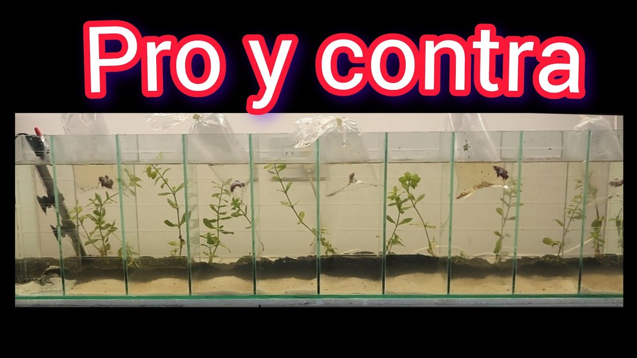 Como armar una bettera para 10 bettas