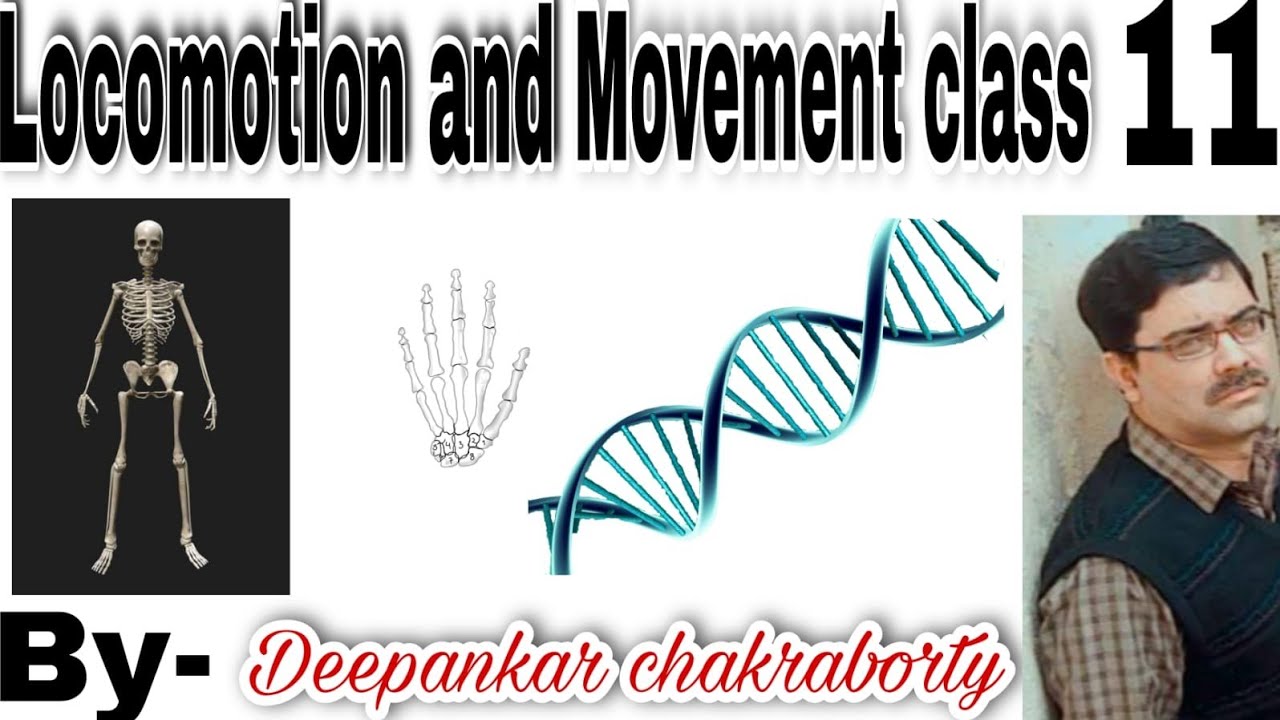 LOCOMOTION AND MOVEMENT|| SKELETAL MUSCLE/ CONTRACTILE PROTEIN/ MUSCLE CONTRACTION PROCESS