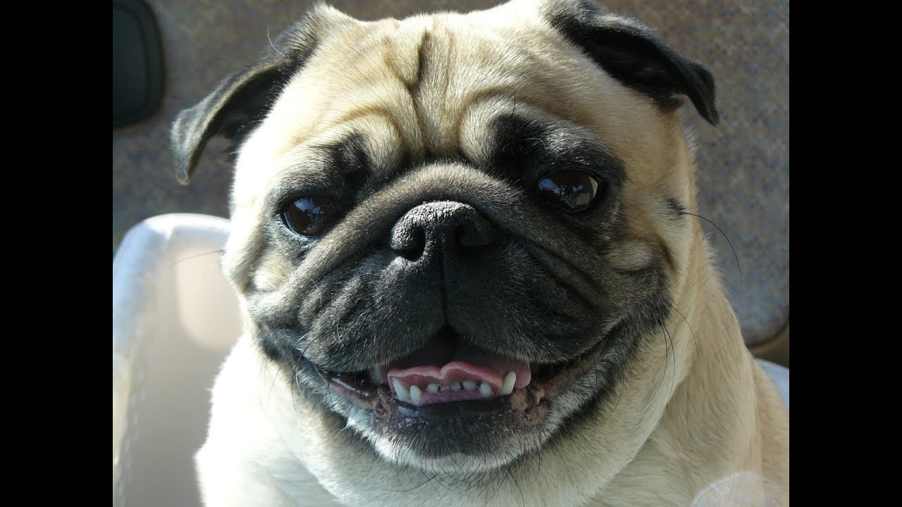 We Lost Our Best Friend Today