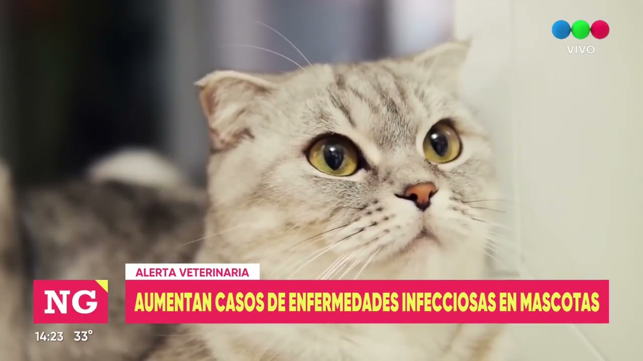 Aumentan los casos de enfermedades infecciosas en mascotas: cómo prevenirlas