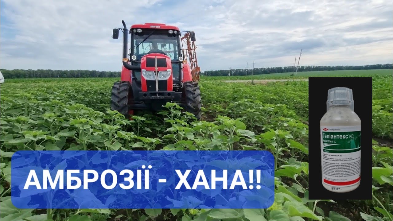 ГЕЛІАНТЕКС || Знищуємо аброзію в соняшнику.