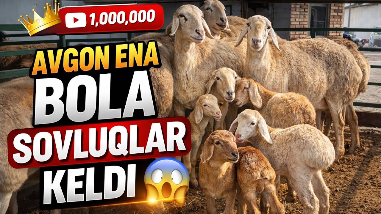 ARZON AVGON ENA BOLA QOYLAR VA BUGOZ SOVLUQLAR 