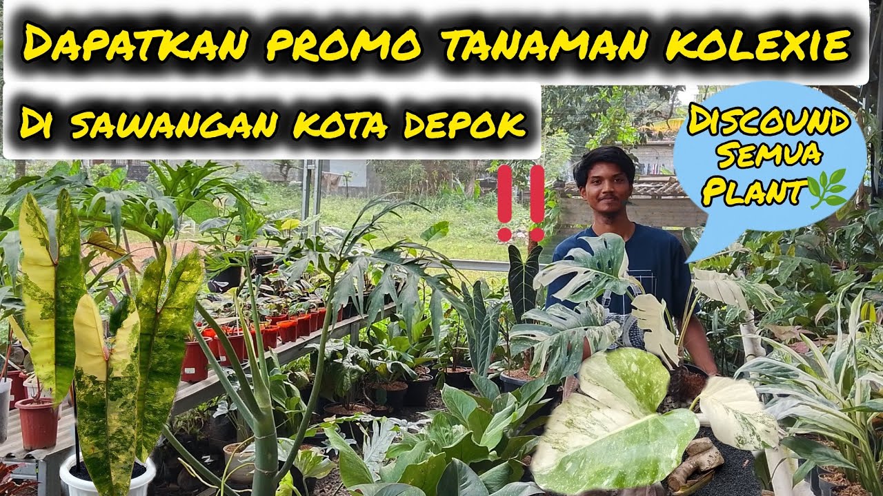 DAPATKAN PROMO TANAMAN KOLEXIE DI SAWANGAN KOTA DEPOK‼️