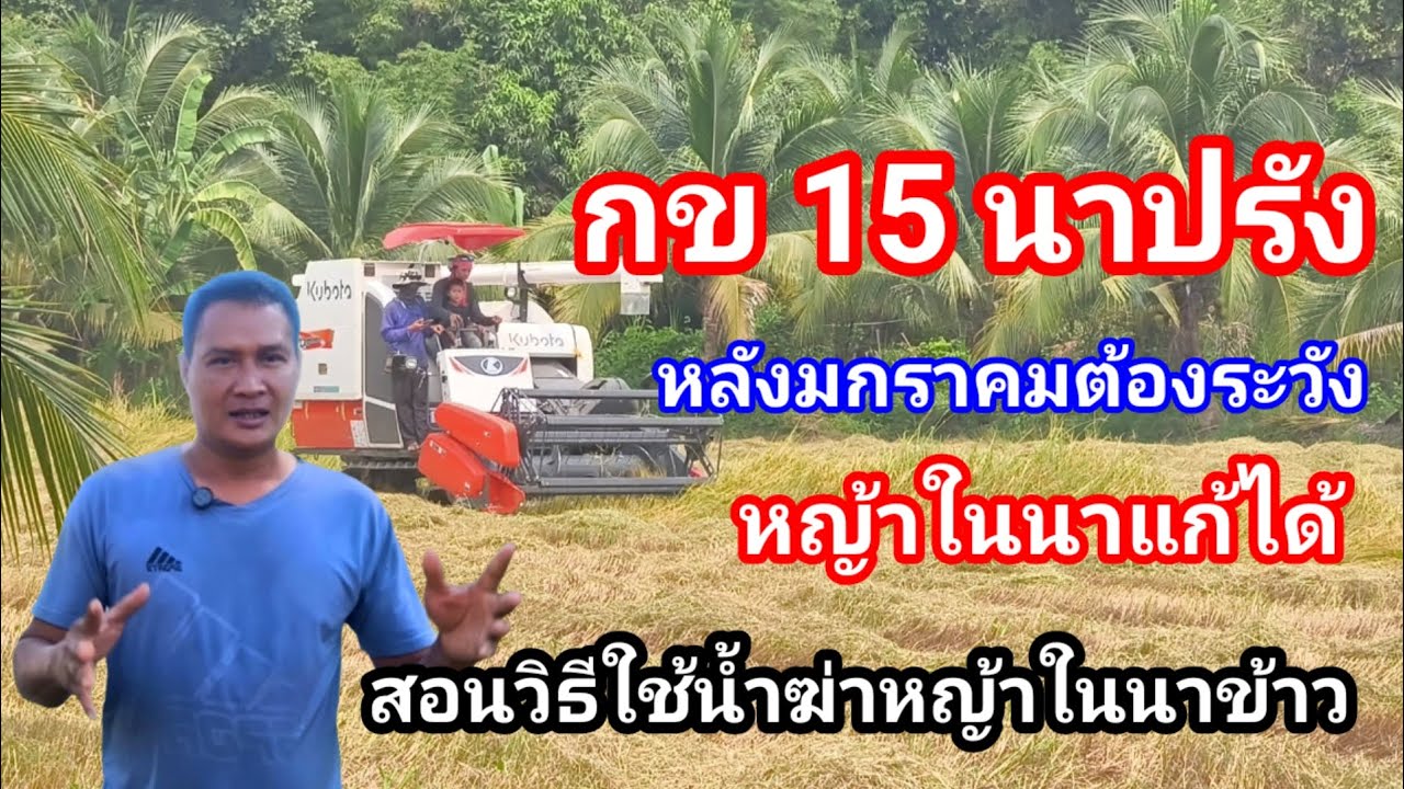 กข 15 นาปรัง!! หลังเดือนมกราคมควรระวัง มีหลายปัจจัย พร้อมแนะวิธีกำจัดหญ้าในนาข้าว