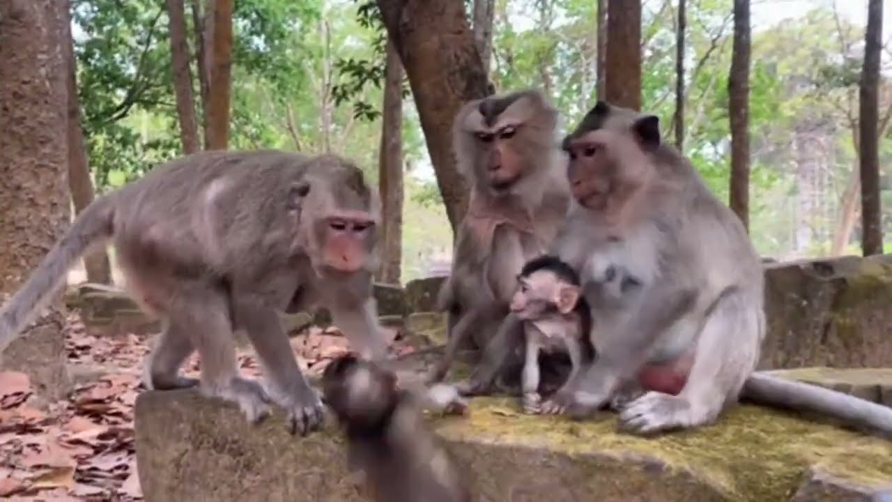 Baby monkey showing their styles of demonstrations cutie face