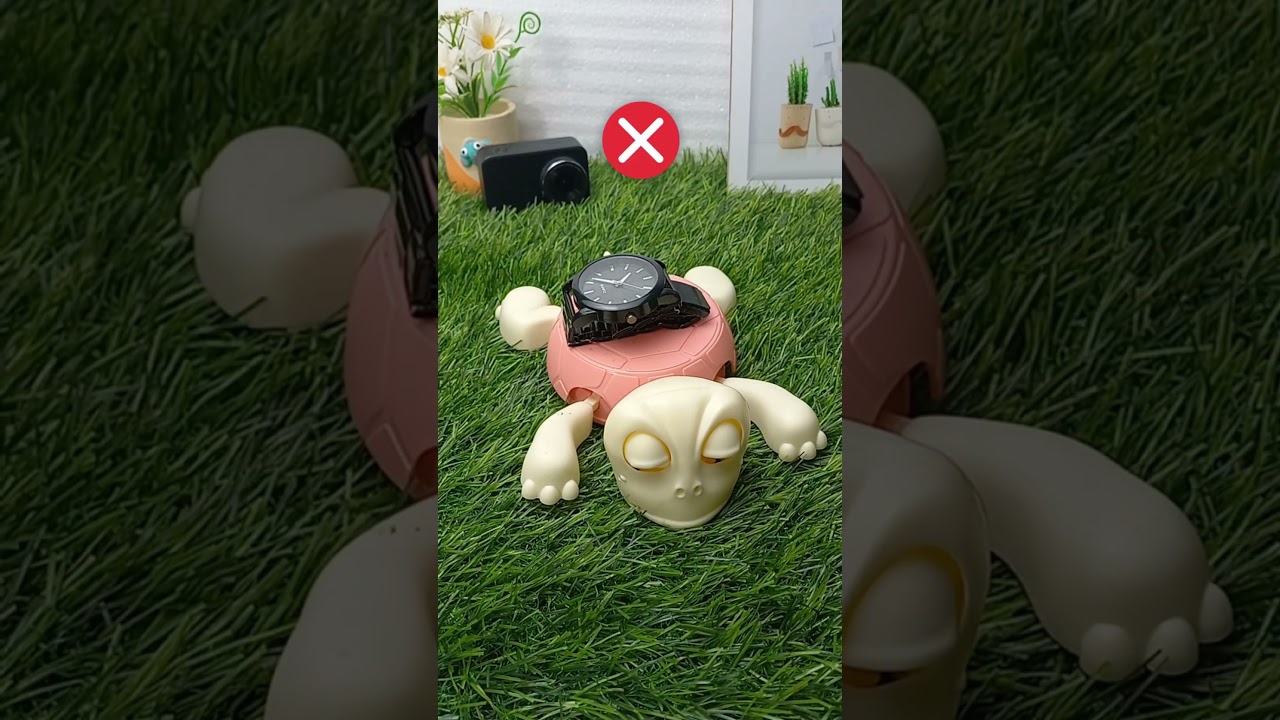 What do you want me to put on top of this turtle? 