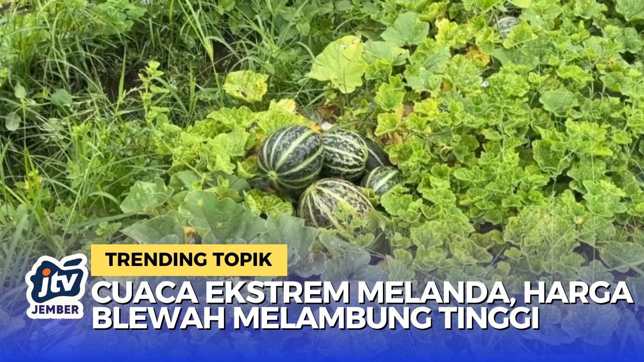 Harga Melejit! Perjuangan Petani Blewah Lumajang Lawan Cuaca Buruk