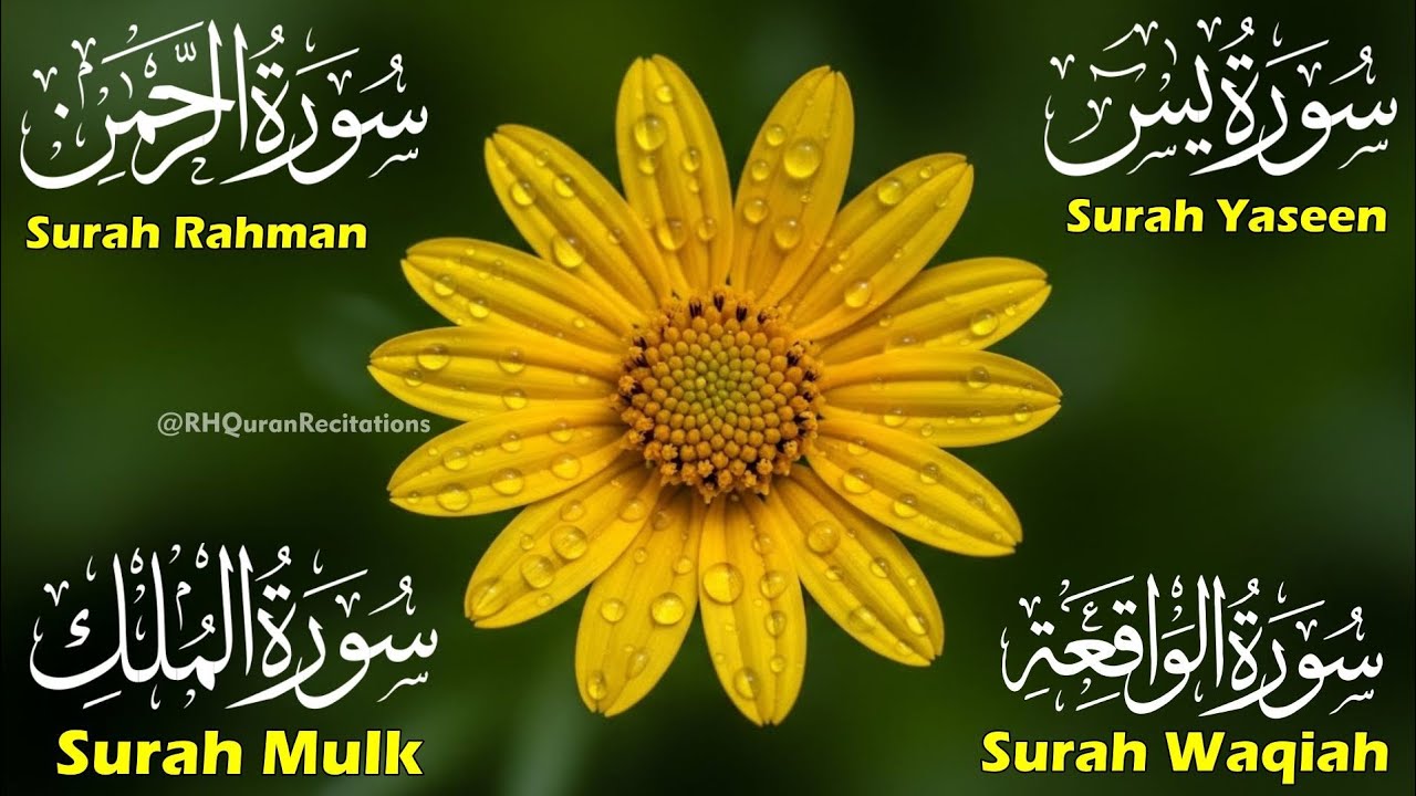 Beautiful Surah Yaseen (Yasin) |Surah Rahman | Surah Waqiah | Surah Mulk | Episode 52