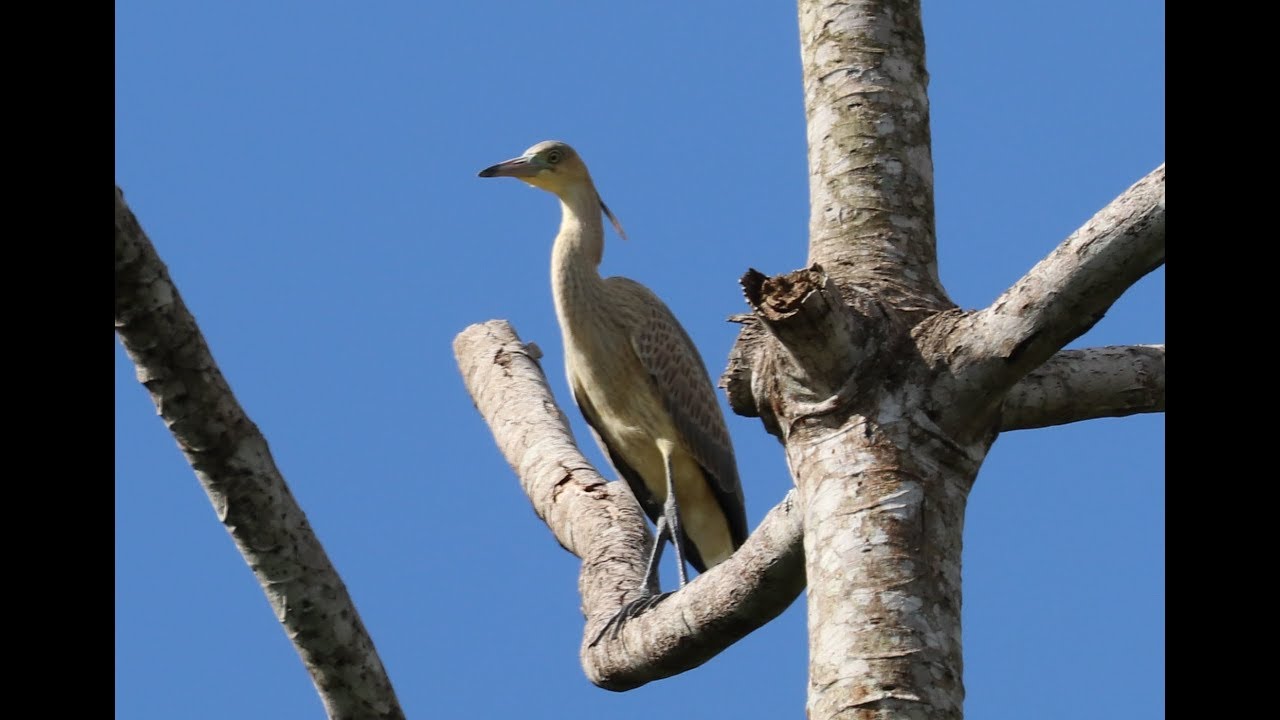 Canto da Maria-faceira - gar&ccedil;a-flauta-do-sol - coaracinumbi - coaracimimbi - Syrigma sibilatrix
