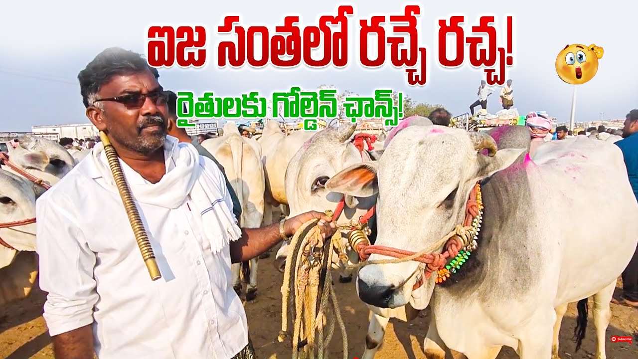 ఐజ ఎద్దుల సంత అంటే ఇదే! | ఐ జ మార్కెట్ లో ధరల బీభత్సం | 💥 రైతులు ఎగిరి గంతేస్తున్నారు!| Ieeja Market