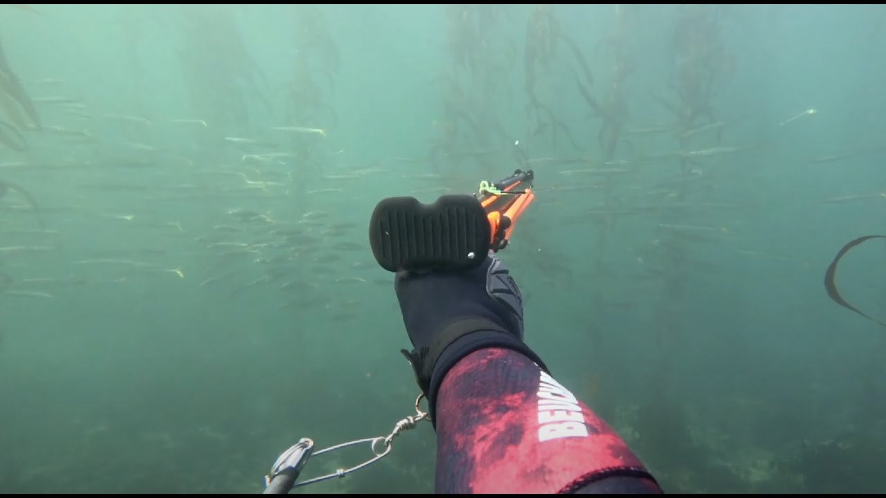 Spearfishing Southern Ca in 30ft Vis!  | Barracuda | Opaleye | Sheephead | Beuchat Redro