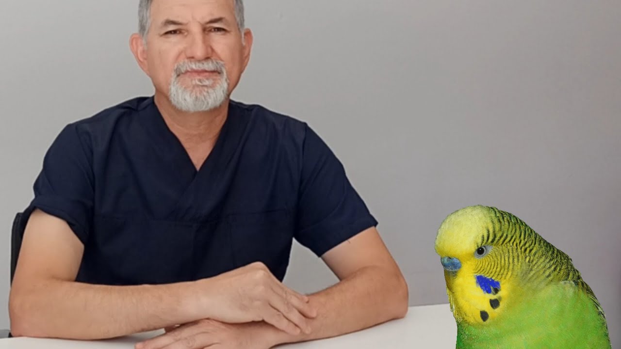 Muhabbet Kuşlarında ASTIM