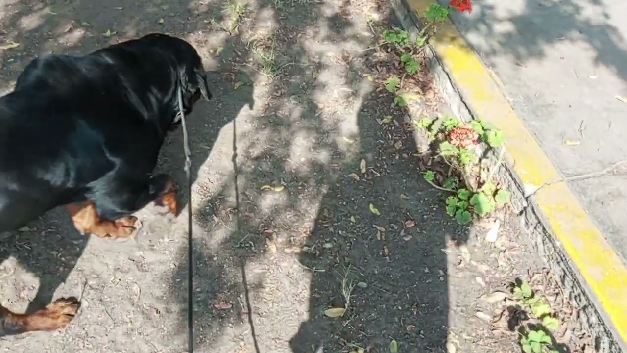 NO COMETAS este ERROR a la Hora de PASEAR a tu Perro (sobretodo con PERROS GRANDES)