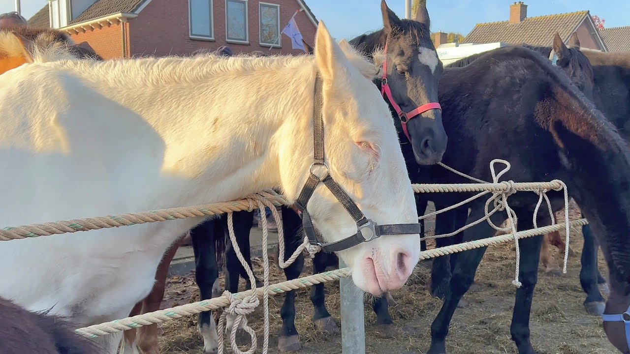 Menschenmassen in Hedel auf dem Pferdemarkt 04.11.2024 Niederlande