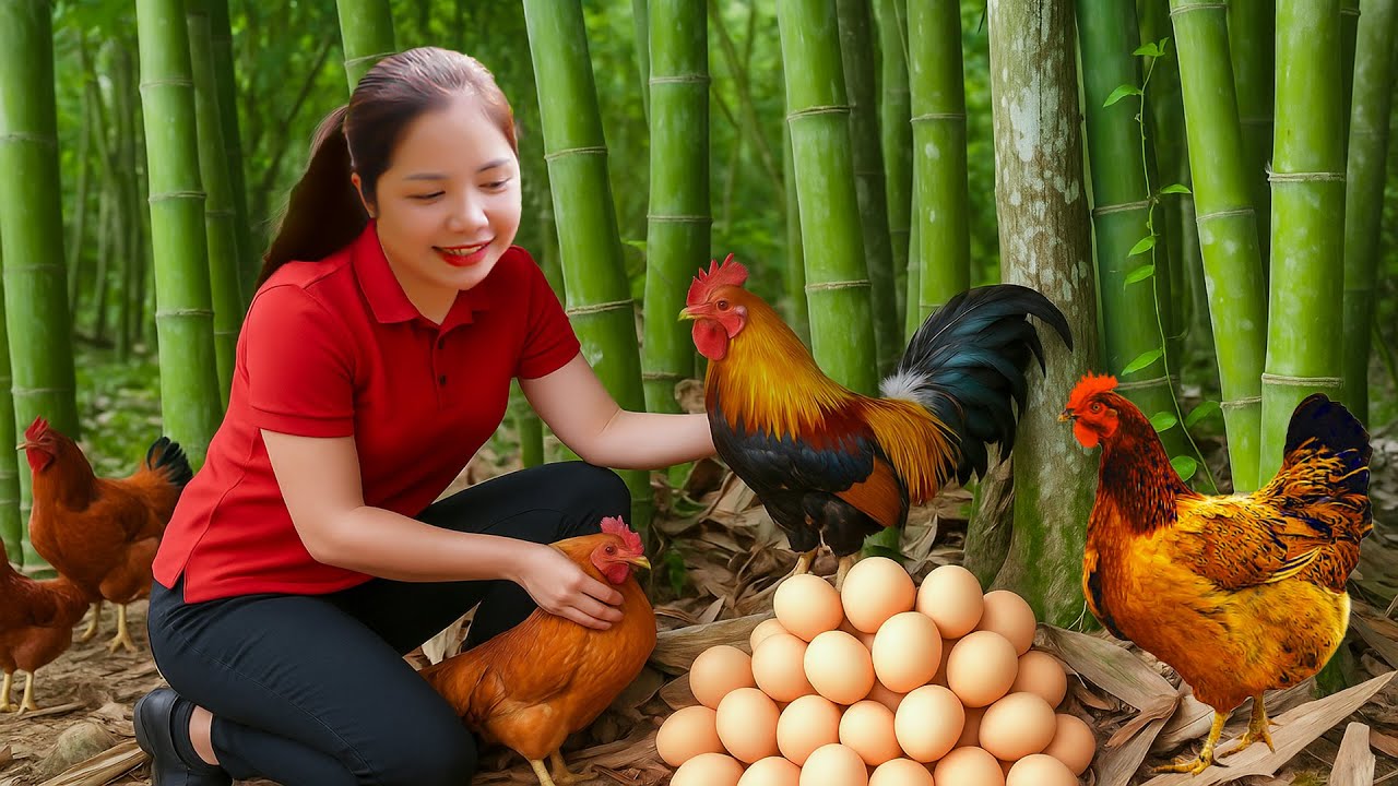 Harvest 1000+ Chicken Eggs In The Bamboo Forest Sell At The Market, Selling Capon  Han Harvesting