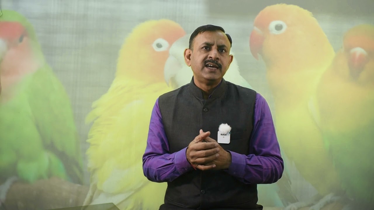 पक्षियों में जूं और परजवियो का उपचार कैसे करे || Lice and Parasite in Birds ||| Dr Nagender Yadav