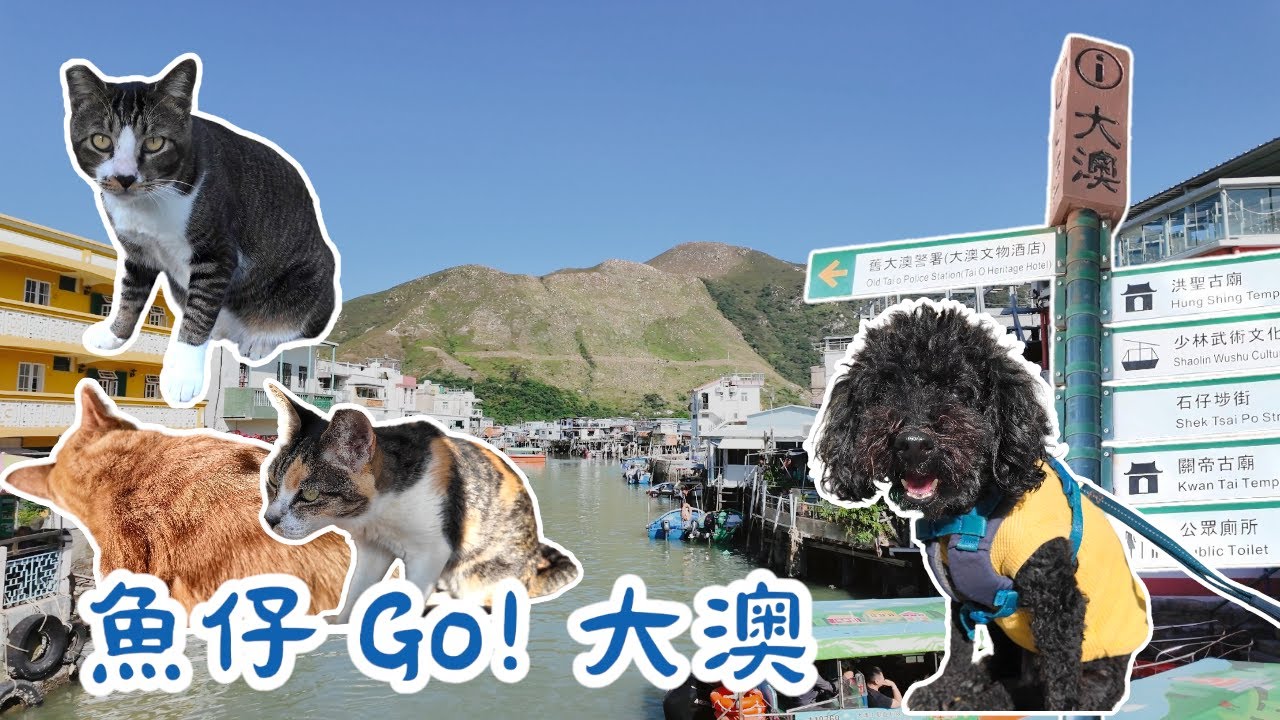 〖魚仔Go！〗被流浪貓寵愛 ？！狗狗快閃大澳放電 | 漫遊大澳 | 香港貓島 | 地道掃街美食| 小店推介 | 寵物友善 | 寵物好去處 | 〖WeareBlackWhiteGrey黑白灰〗