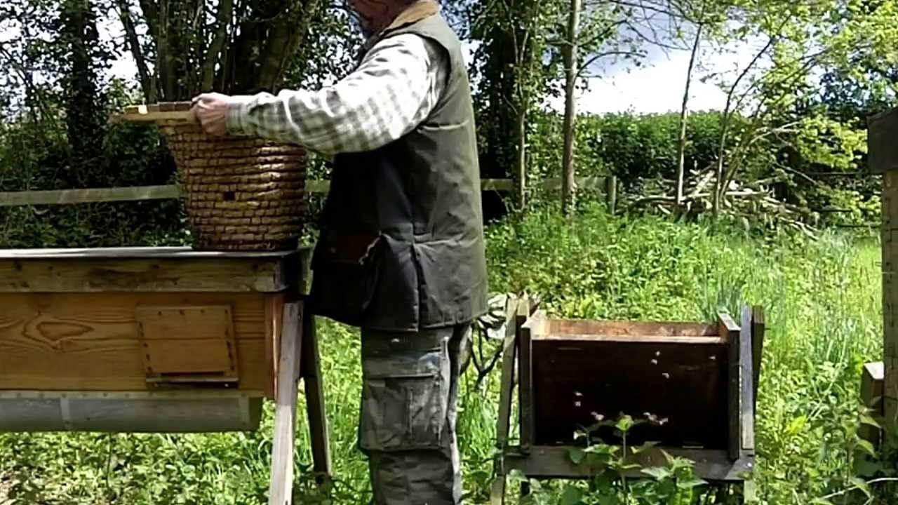 How to Catch a Swarm of Bees: Part II - Moving bees from the swarm basket to a top bar hive