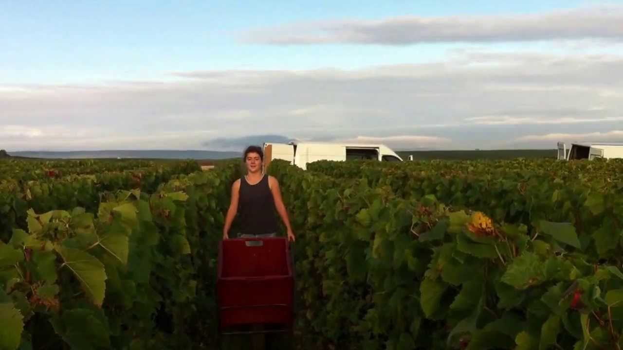Débardeur ou débardeuse? Vendanges 2013 au Champagne Marc Chauvet