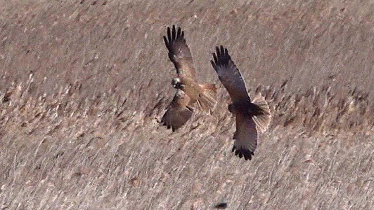 Marsh Harriers attacking a Bittern  @ RSPB Minsmere - 2019-05
