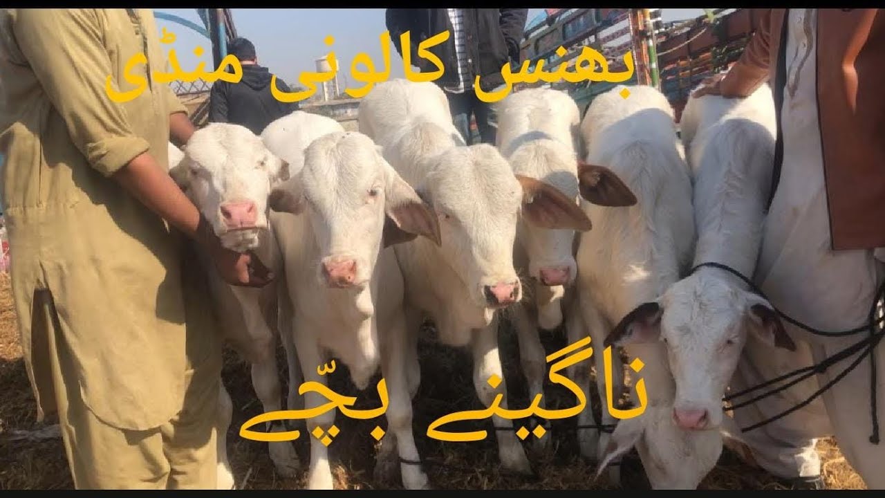 Bhains colony Mandi mashallah soda hi soda #cow#subscribemyyoutubechannel