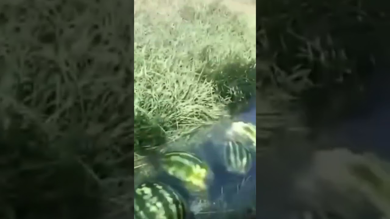 Ukraine Live broadcast of the situation on entire Kherson front line