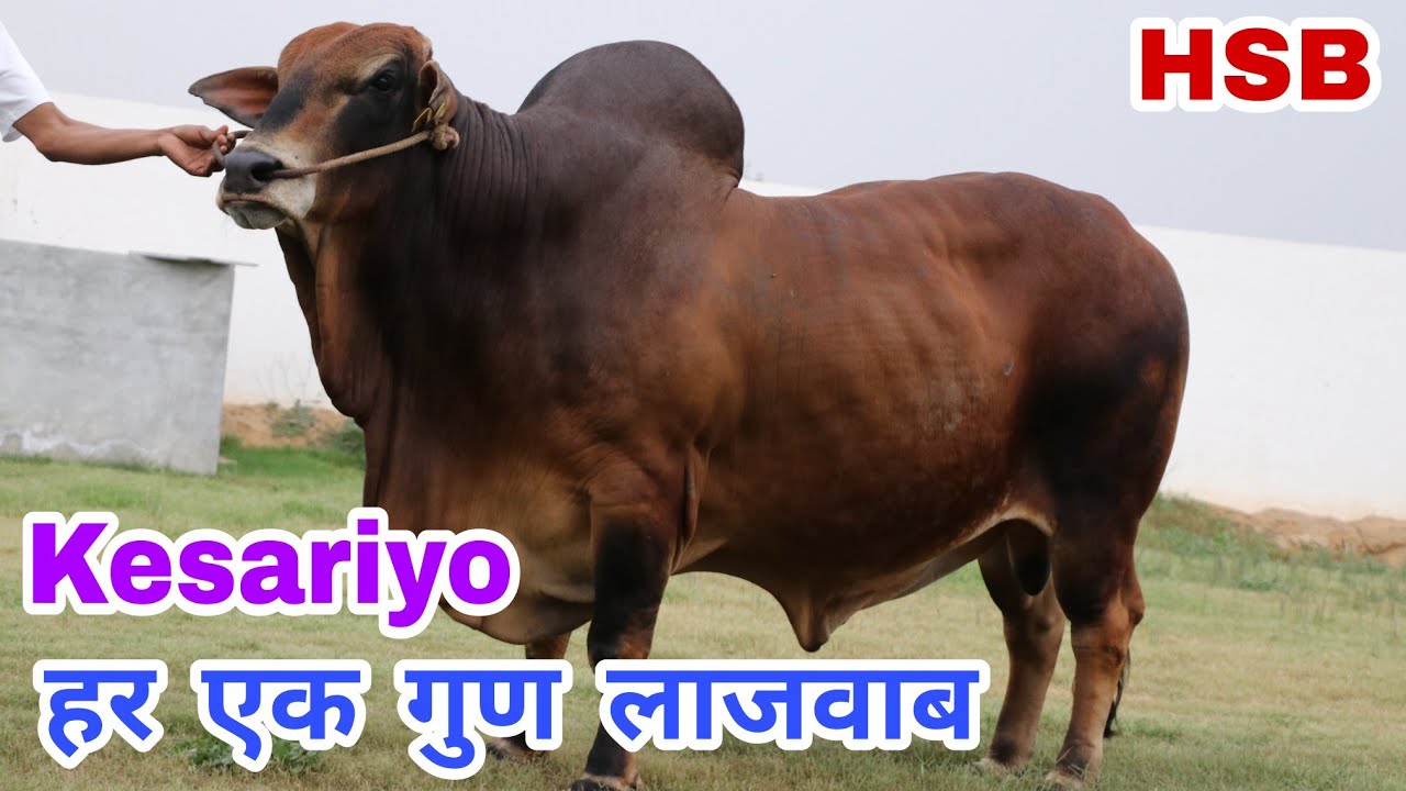 साहीवाल की काया पलट देगा ये शानदार हीरा Kesariyo (HSB) - आज की तारीख में इससे अच्छा बैल नहीं