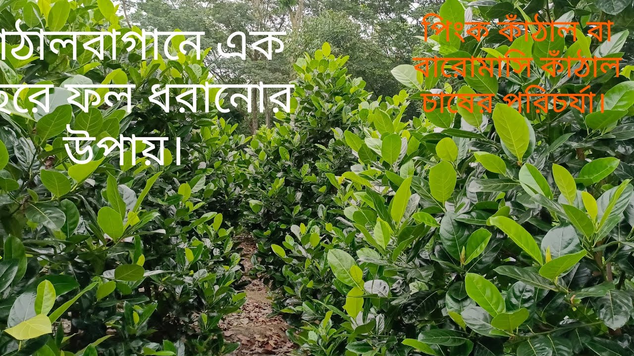 কাঁঠাল বাগানের পরিচর্যা চাষ পদ্ধতি এক বছরে কাঁঠাল গাছে ফল আনার উপায়।#pinkjackfruit #Vietnamsuperhit