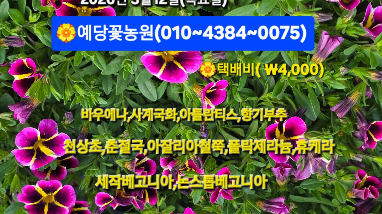 ☎️택배문의 010~4384~0075#향기부추 #휴케라#베고니아#사계국화#봄꽃소개