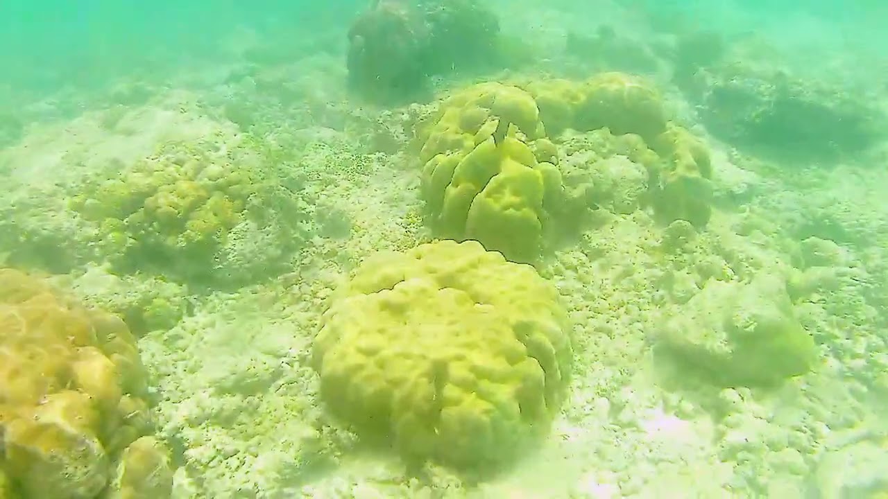 Fun Snorkeling at Turtle Point Gili Trawangan with @kompasianerlombok1992 