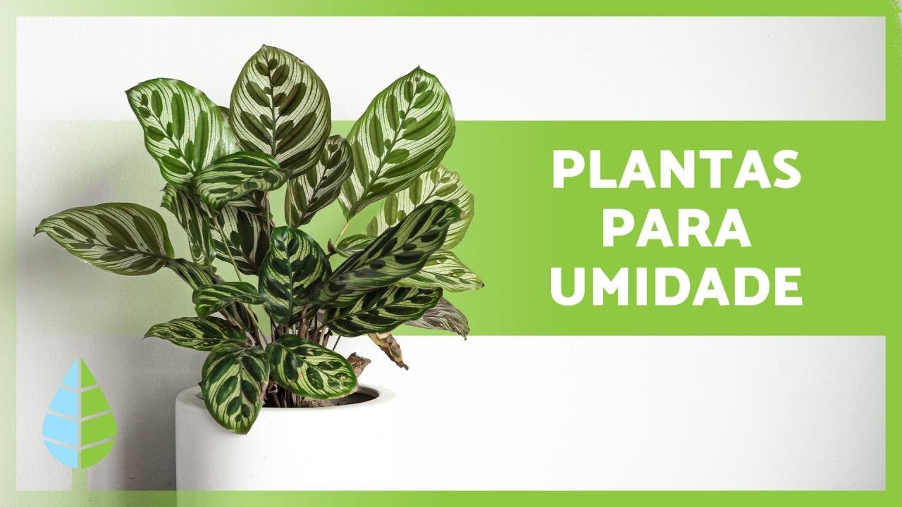 8 PLANTAS que ABSORVEM UMIDADE 🌿💧 (nomes e cuidados)