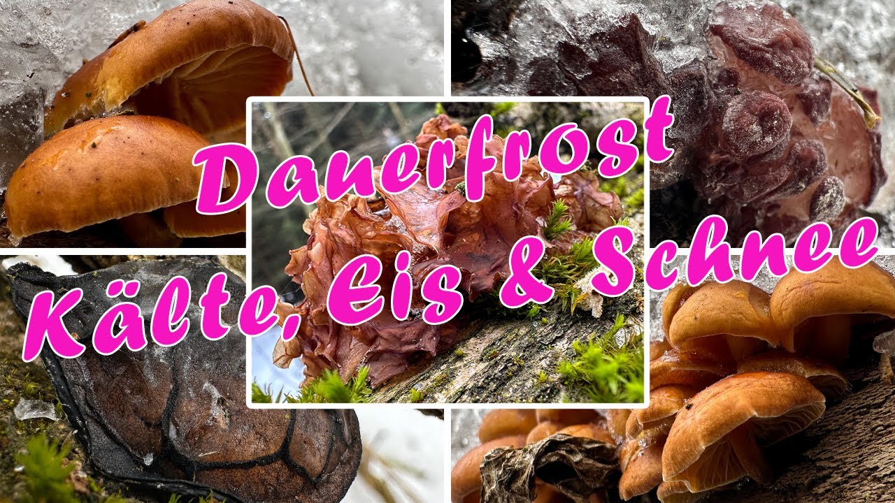 Pilze sammeln bei Dauerfrost | Eiskalte Waldrunde im Januar | Vom Frühling keine Spur | 25.01.2026