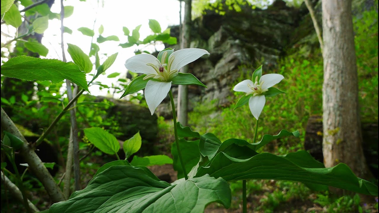 Giant City State Park: Trillium Trail