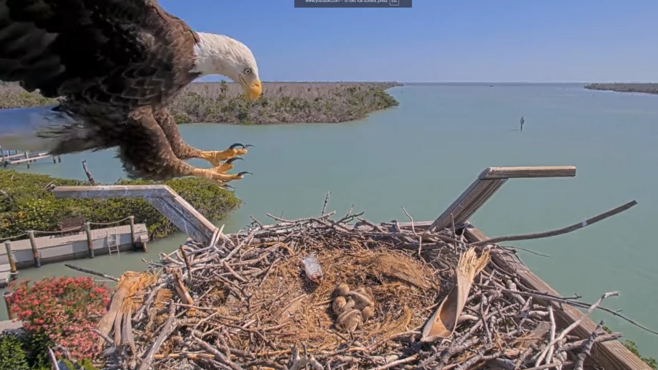 Craziest Wildlife Moments Caught On Cam